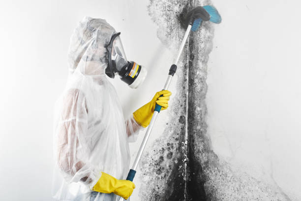 Best Asbestos and Lead Testing During Mold Inspection  in Houghton, MI